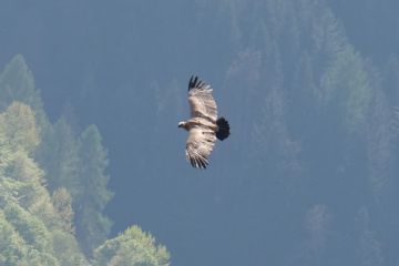 Grifone in Val Sermenza. Foto di Mattia Ladu