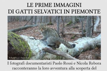Incontro divulgativo "Le prime immagini di gatti selvatici in Piemonte"