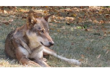 E' disponibile il Report "Il Lupo in Piemonte, Biennio 2023-2025" 