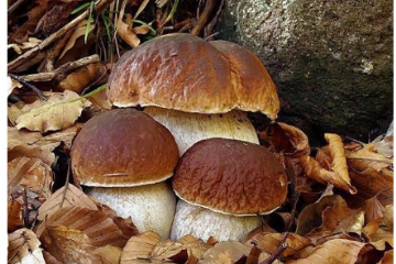 Raccolta Funghi 2026